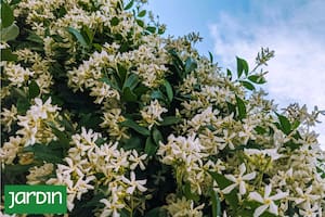Descubrí el truco infalible para que tus jazmines exploten de flores esta primavera