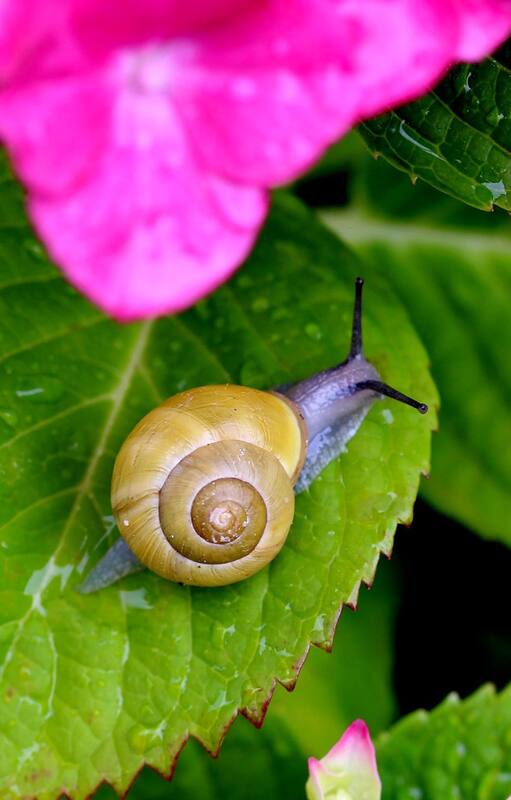 Cómo combatir babosas y caracoles que arruinan nuestras plantas