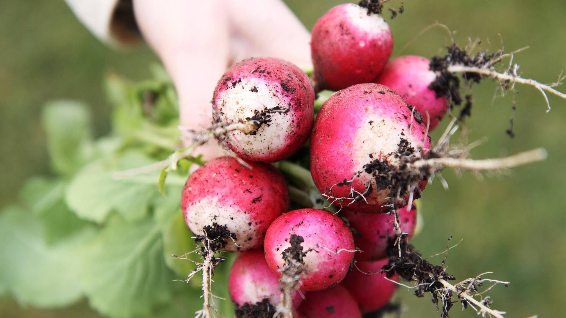 Huerta en casa: tres cultivos invernales que vas a poder cosechar rápido.