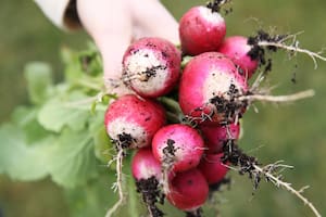 3 verduras fáciles y rápidas de cultivar, aptas para personas impacientes