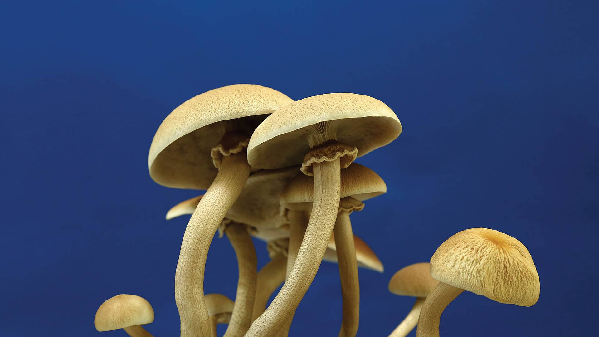 Fantastic Fungi, red de cultivadores y recetas: el boom de los hongos en la Argentina