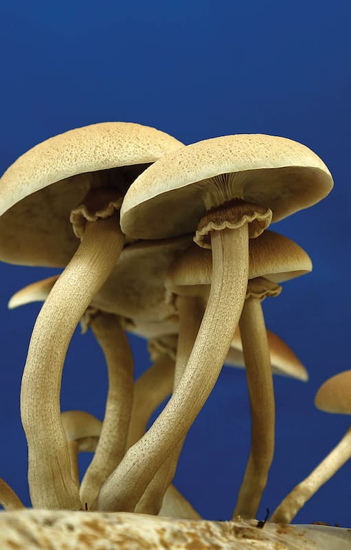 Fantastic Fungi, red de cultivadores y recetas: el boom de los hongos en la Argentina