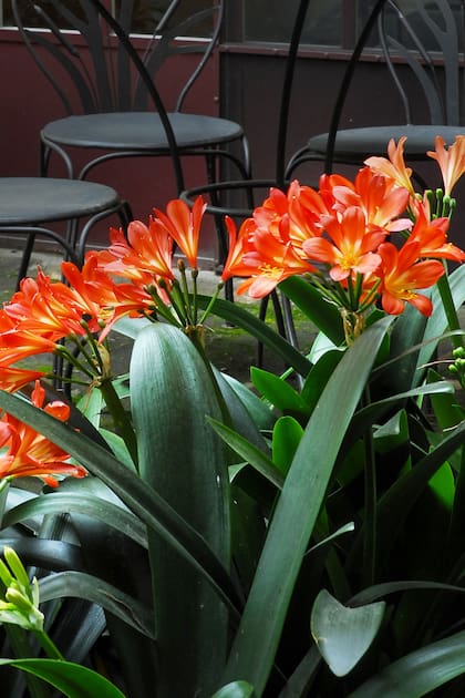 Flores que necesitan poco sol: Claves para llenar tu patio de color aunque tenga sombra