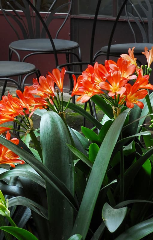 Flores que necesitan poco sol: Claves para llenar tu patio de color aunque tenga sombra