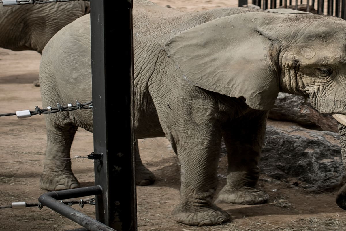 Así pide ayuda Susi, la elefanta que está muriendo de pena en un zoológico de Barcelona