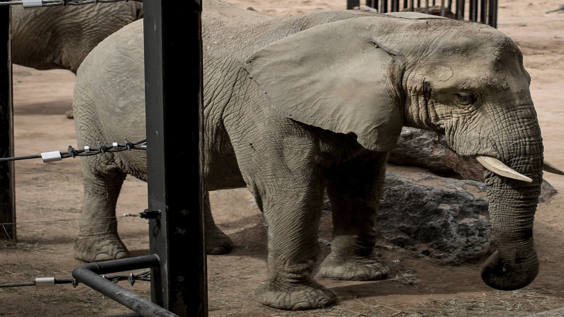 Así pide ayuda Susi, la elefanta que está muriendo de pena en un zoológico de Barcelona