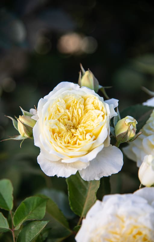 Aprendé cómo podar tus rosas y hacer una planta de gajo