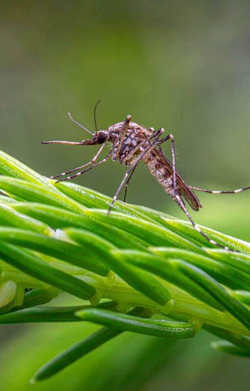 Descubrí qué plantas transforman tu jardín en una barrera natural contra los mosquitos