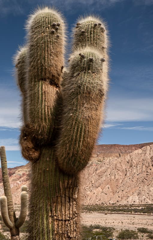 Salta: claves para no dejar ningún imperdible afuera
