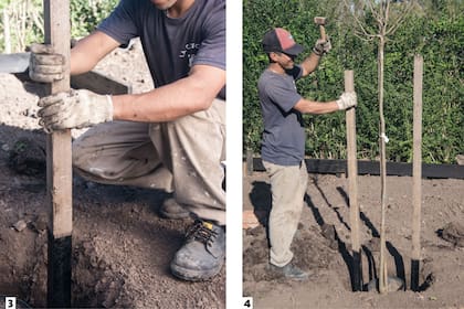 3. Colocar dos postes a una distancia de aproximadamente 50 cm en la base de la planta, hasta el límite de pintura. 4. Con una maza, terminar de fijar el poste.