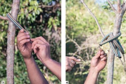 3. Pasar el otro extremo del alambre por un trozo de manguera y ajustar a un brazo del árbol (lo ideal es que sea donde nace la copa, cerca del centro del fuste). 4. Repite el paso 3 con los alambres de las demás estacas.