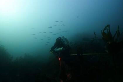 30/05/2024 Un probable banco de Alosa spp. En las aguas marinas costeras de Bretaña. El 62% de las Áreas Marinas Protegidas (AMP) designadas para proteger especies raras de peces migratorios se encuentran fuera de sus hábitats principales. POLITICA INVESTIGACIÓN Y TECNOLOGÍA OFB/PATRINAT.