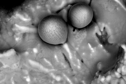 30/08/2023 Esferulas recogidas en el Pacífico del objeto IM1 POLITICA INVESTIGACIÓN Y TECNOLOGÍA AVI LOEB/MEDIUM.COM/GALILEO PROJECT