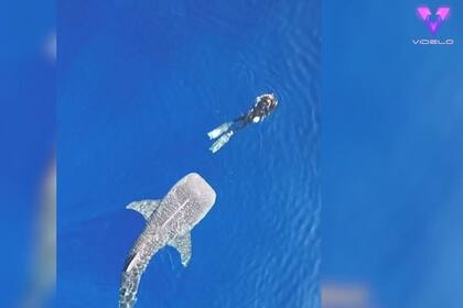 31-01-2022 El increíble encuentro entre una buceadora y un enorme tiburón ballena.  MADRID, 31 Ene. (EDIZIONES) La propietaria de un safari oceánico, Kayleigh Grant, de 34 años, afincada en Hawai, Estados Unidos, estaba nadando mar adentro en Kailua-Kona cuando un tiburón ballena se acercó a su barco, en enero de 2022.  SOCIEDAD YOUTUBE - VIDELO - KAYLEIGH GRANT