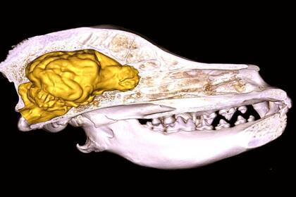 31/07/2024 Cerebro del perro POLITICA INVESTIGACIÓN Y TECNOLOGÍA KALMAN CZEIBERT