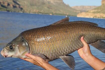 31/10/2023 Un pez búfalo centenario del lago Apache, Arizona POLITICA INVESTIGACIÓN Y TECNOLOGÍA UNIVERSIDAD DE MINESOTTA
