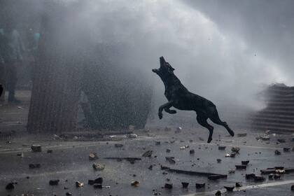 Chile, noviembre de 2019. Un perro ladra durante la represión de carabineros a los manifestantes que protestan contra el gobierno chileno en Valparaíso