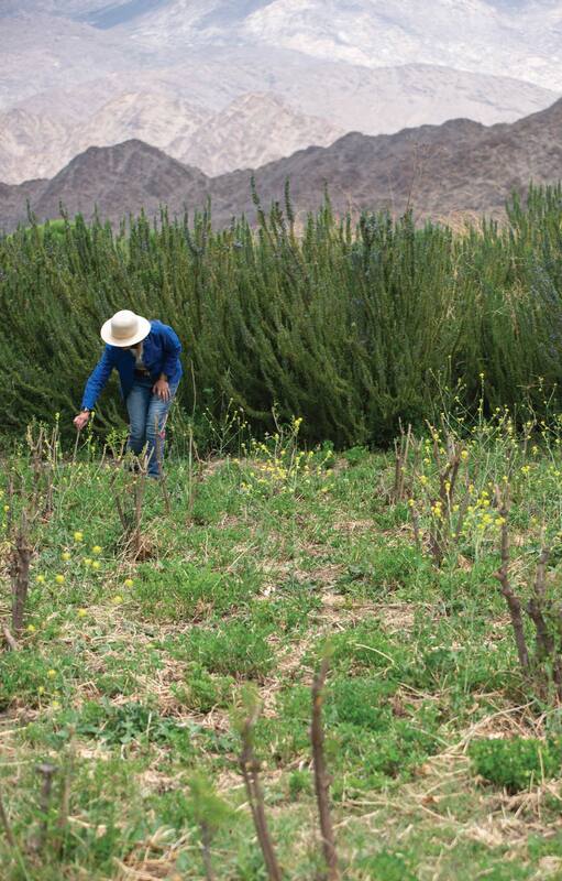 En Cachi Adentro. La finca que recibe turistas entre nogales y aromáticas