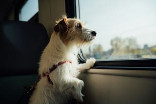 Los perros hablan, nosotros escuchamos