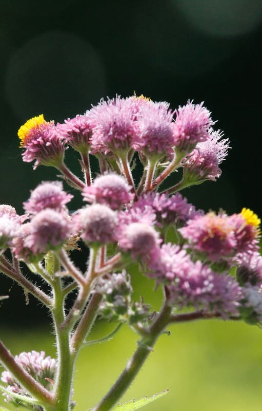 Las flores nativas más conocidas y aquellas que vale la pena conocer