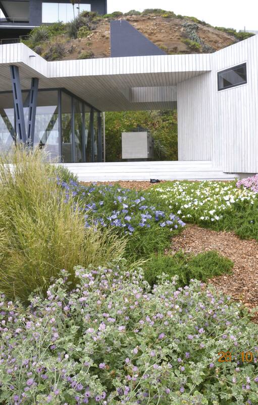El jardín de una casa moderna con vista al mar. En primer plano, Eryngium paniculatum se destacan en los canteros donde también se asocian Stipa caudata, Cistanthe, Solanum maritimum.