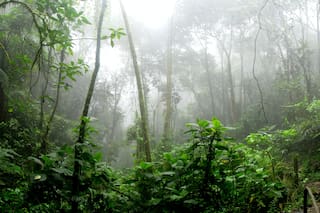 Maduro, siniestro enemigo de la Amazonia