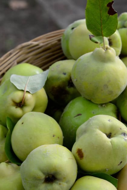 Tiempo de membrillos: qué hacer con la fruta presente en muchos jardines hogareños