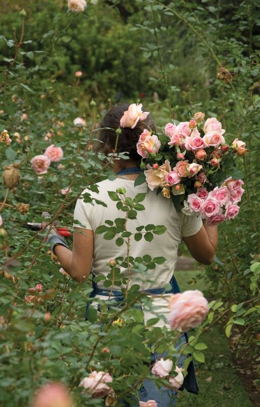 Empezó la poda de rosas en los parques porteños y regalan gajos a los vecinos