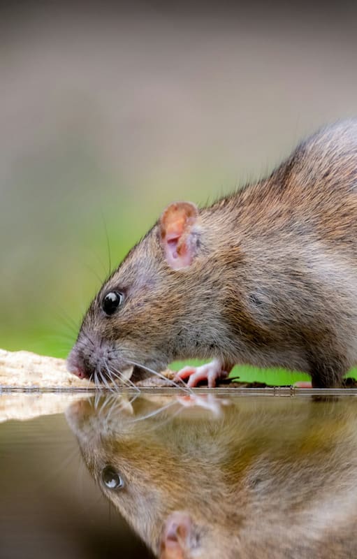 8 plantas ideales para ahuyentar ratas y ratones del jardín