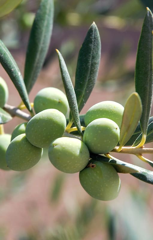 Estos son los 10 motivos por los que tenés que cultivar un olivo en tu balcón o terraza