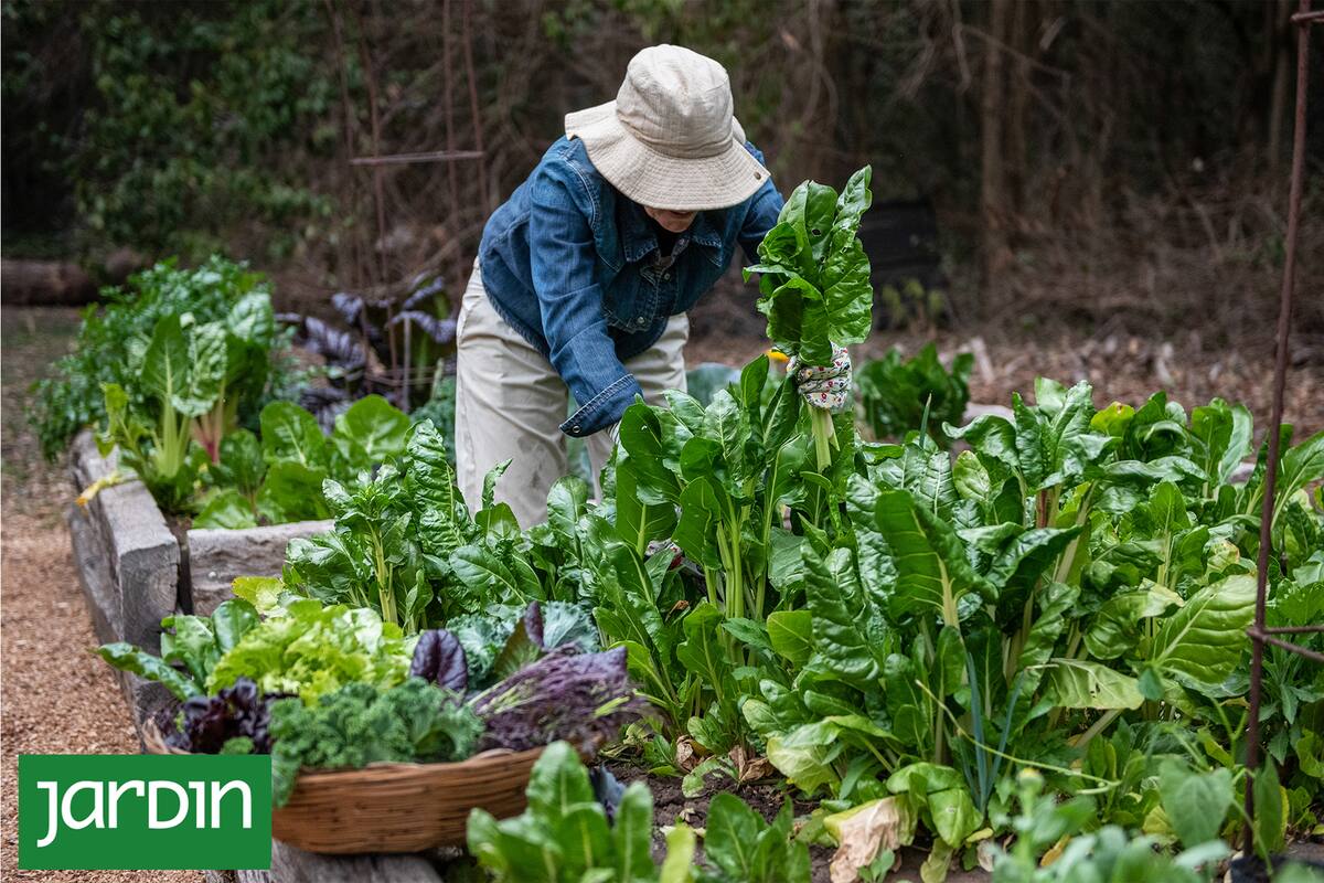 Cómo armar una huerta exclusivamente para cuidar tu piel