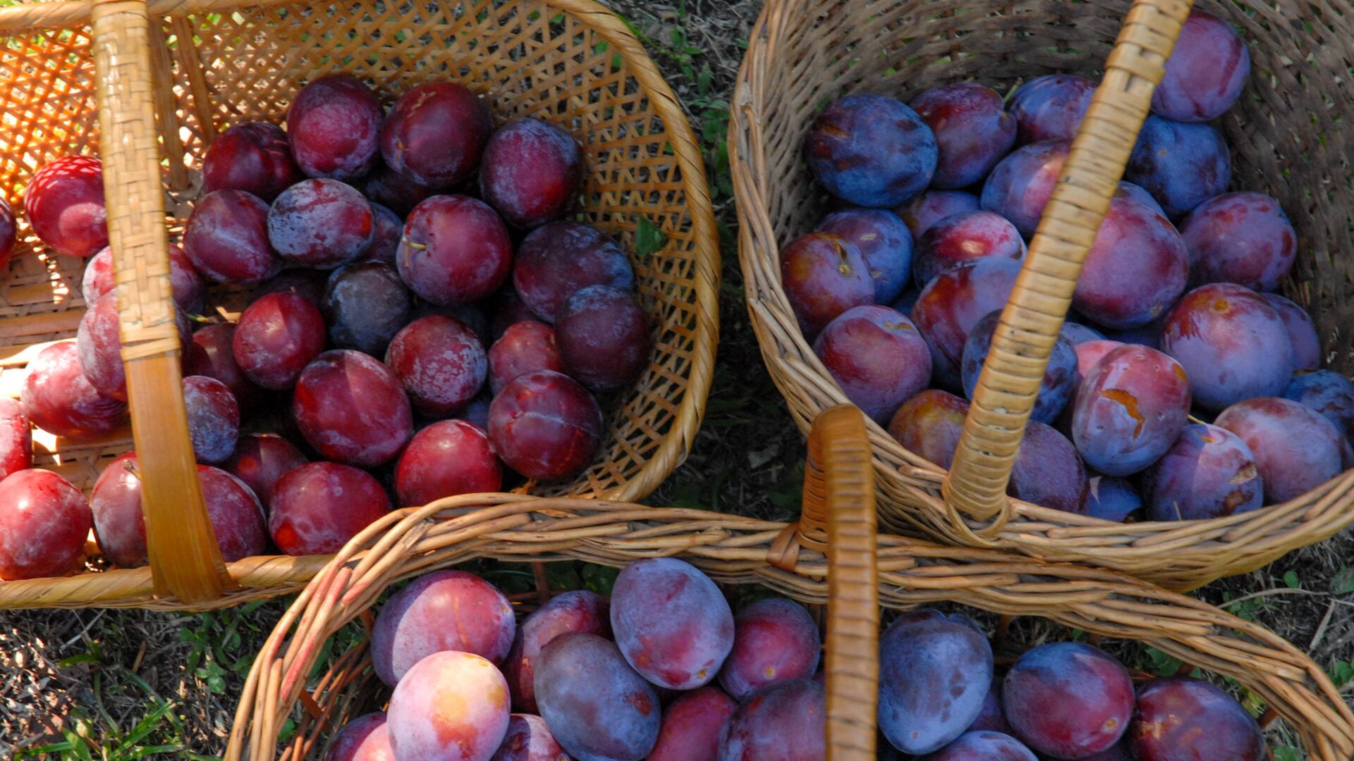 Ciruelas de verano: recetas para aprovechar su mejor momento