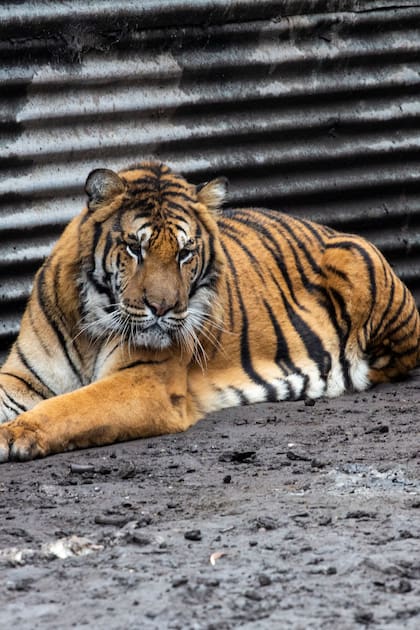 “Están desnutridos y muy domesticados”. En un operativo secreto, rescataron a dos tigres de bengala de un campo en Balcarce
