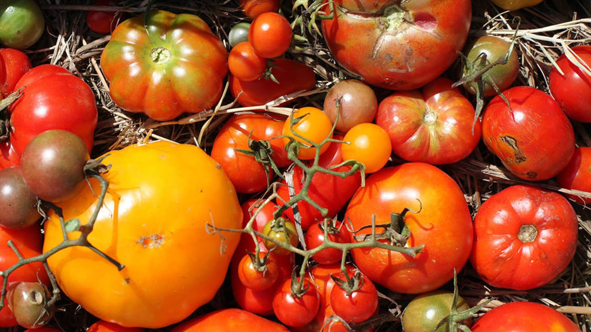 Salven al tomate. Buscan recuperar su sabor con semillas del siglo pasado