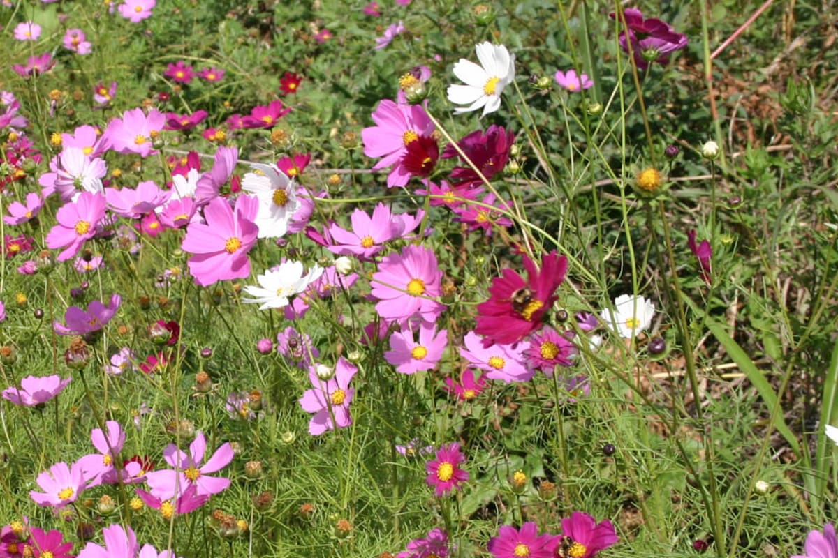 5 flores para sembrar en primavera