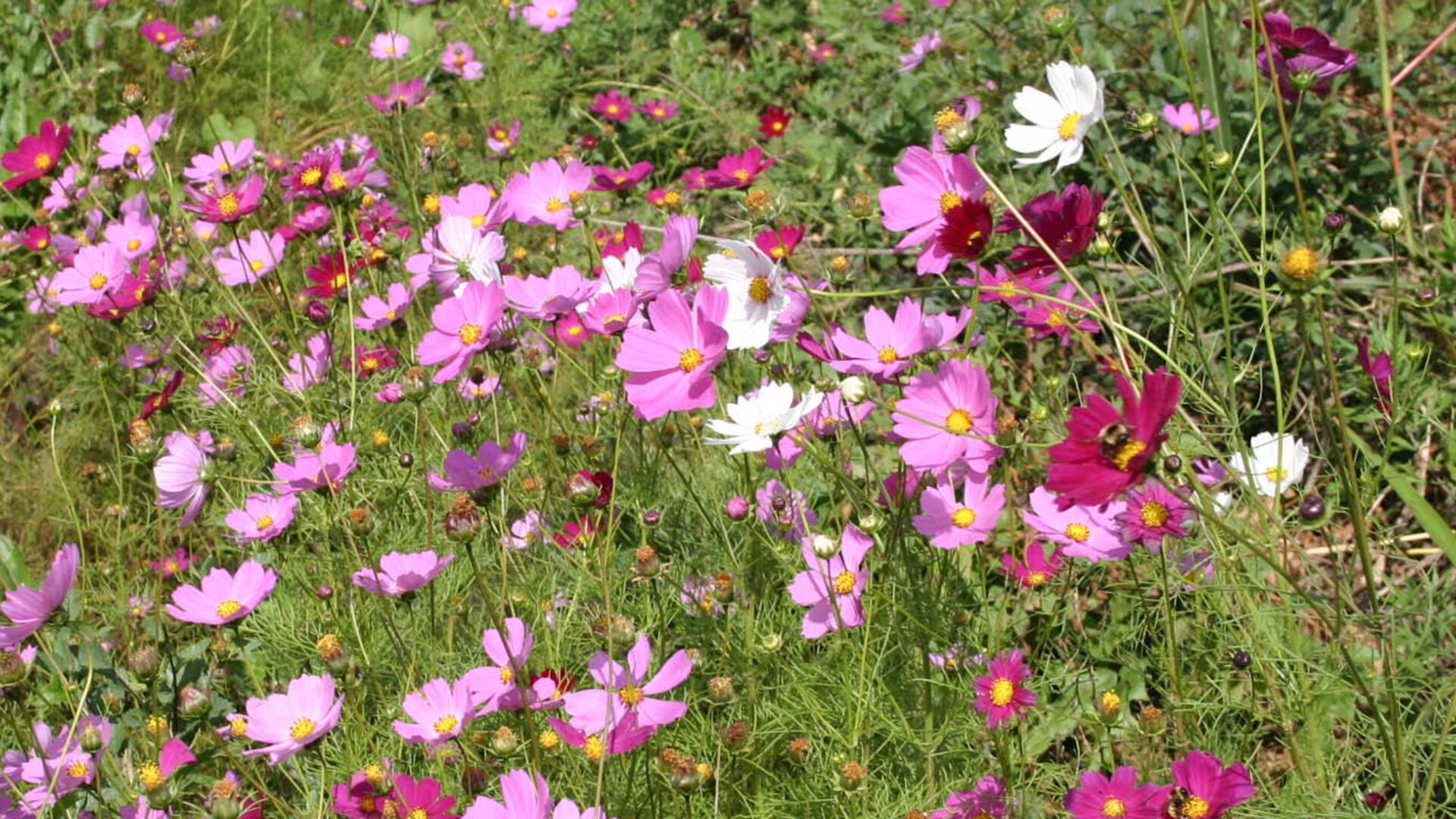 5 flores para sembrar en primavera