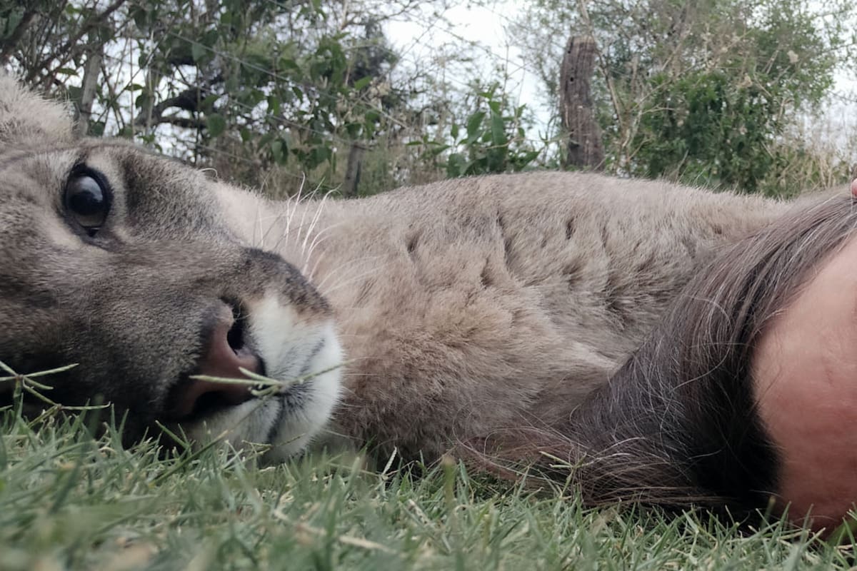 En Córdoba. El puma ciego que dejó una lección de vida