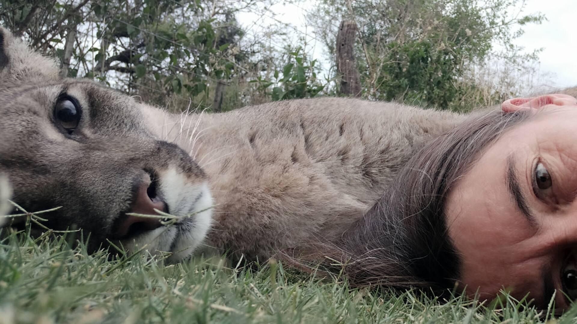 En Córdoba. El puma ciego que dejó una lección de vida