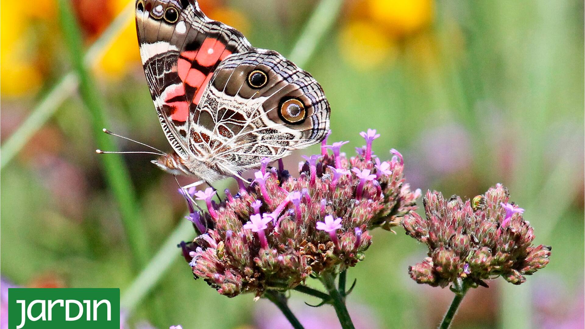 La flor nativa de moda que va a llenar tu jardín de mariposas esta primavera