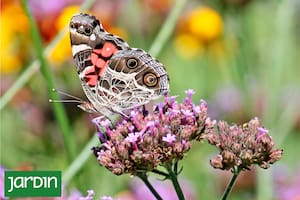 Cuál es la flor nativa de moda que va a llenar tu jardín de mariposas esta primavera