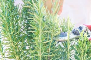 Tiempo de aromáticas: guía básica de cuidados y cultivos de estación