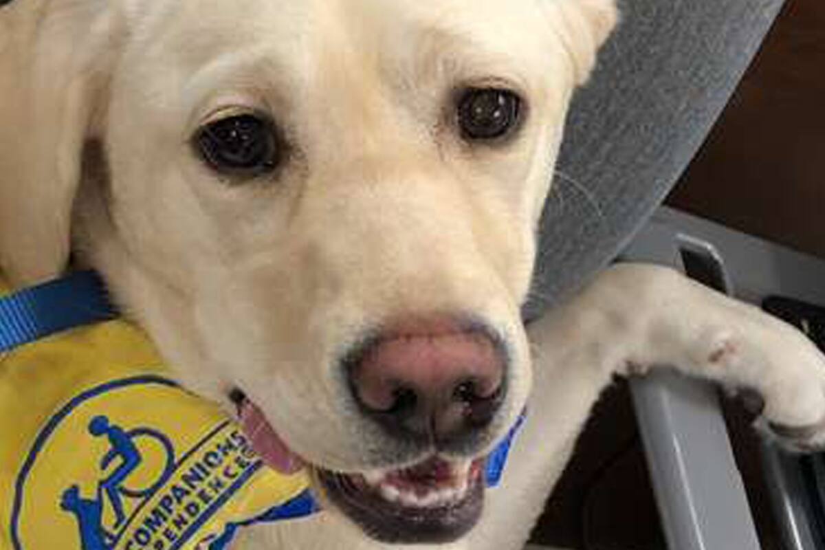 Coronavirus. Un perro de terapia y su trabajo especial: "Cuando entra al hospital, el personal se ilumina"