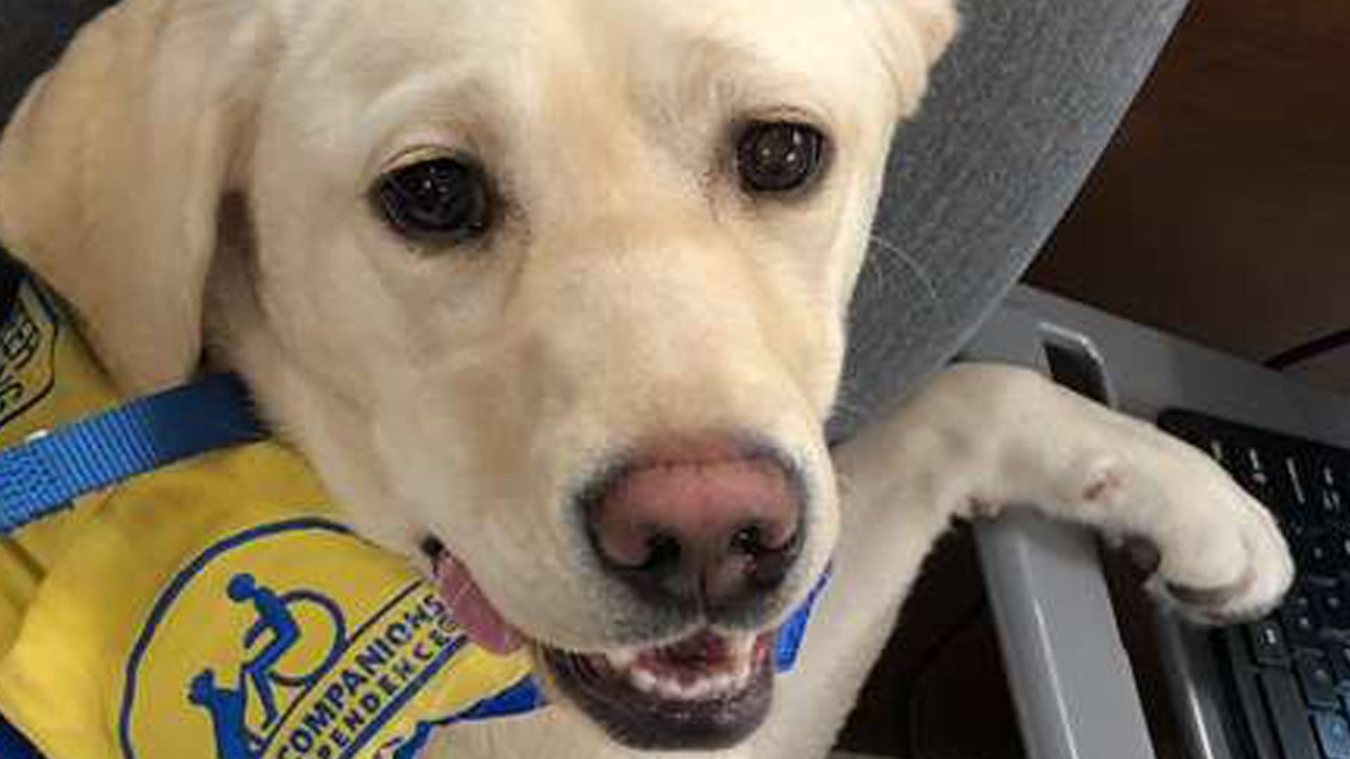 Coronavirus. Un perro de terapia y su trabajo especial: "Cuando entra al hospital, el personal se ilumina"