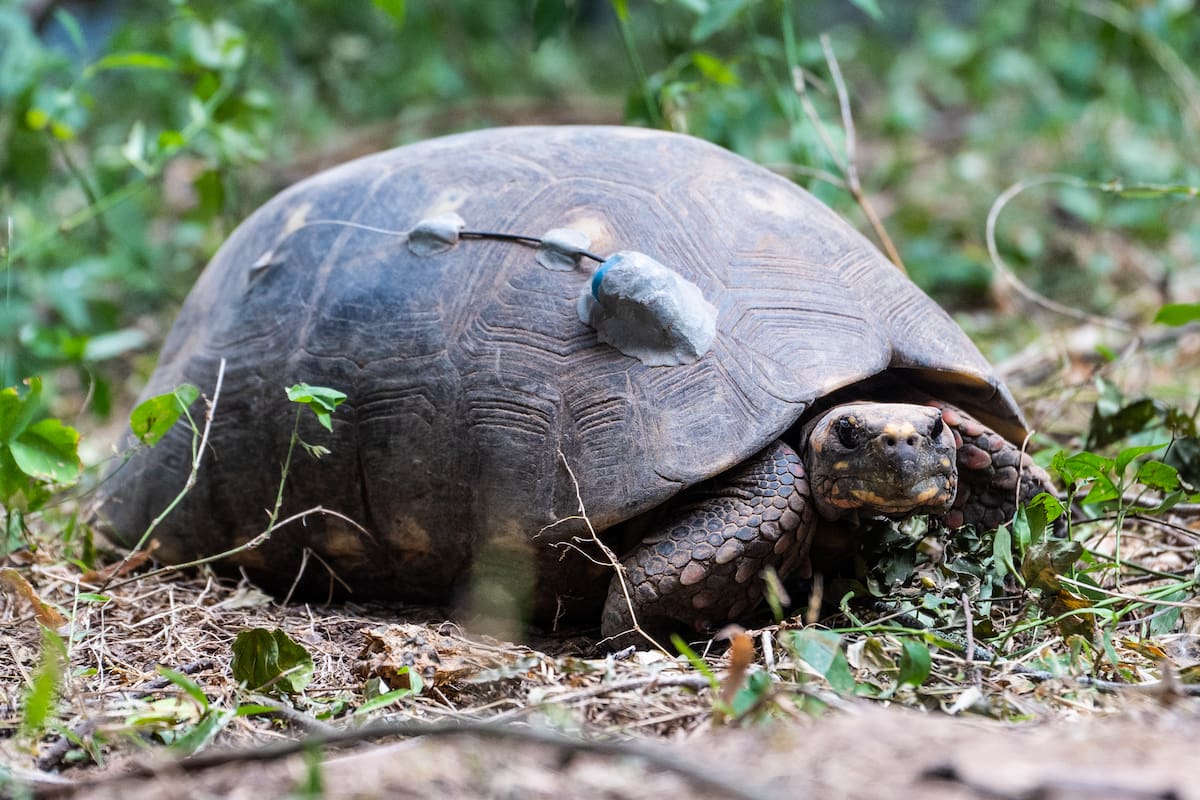 40 tortugas yabotí fueron llevadas desde Paraguay al Parque Nacional El Impenetrable