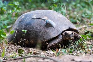 40 tortugas yabotí fueron llevadas desde Paraguay al Parque Nacional El Impenetrable