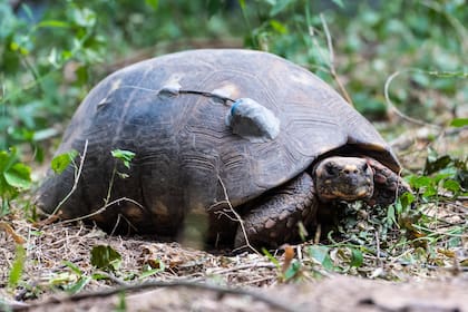 40 tortugas yabotí fueron llevadas desde Paraguay al Parque Nacional El Impenetrable