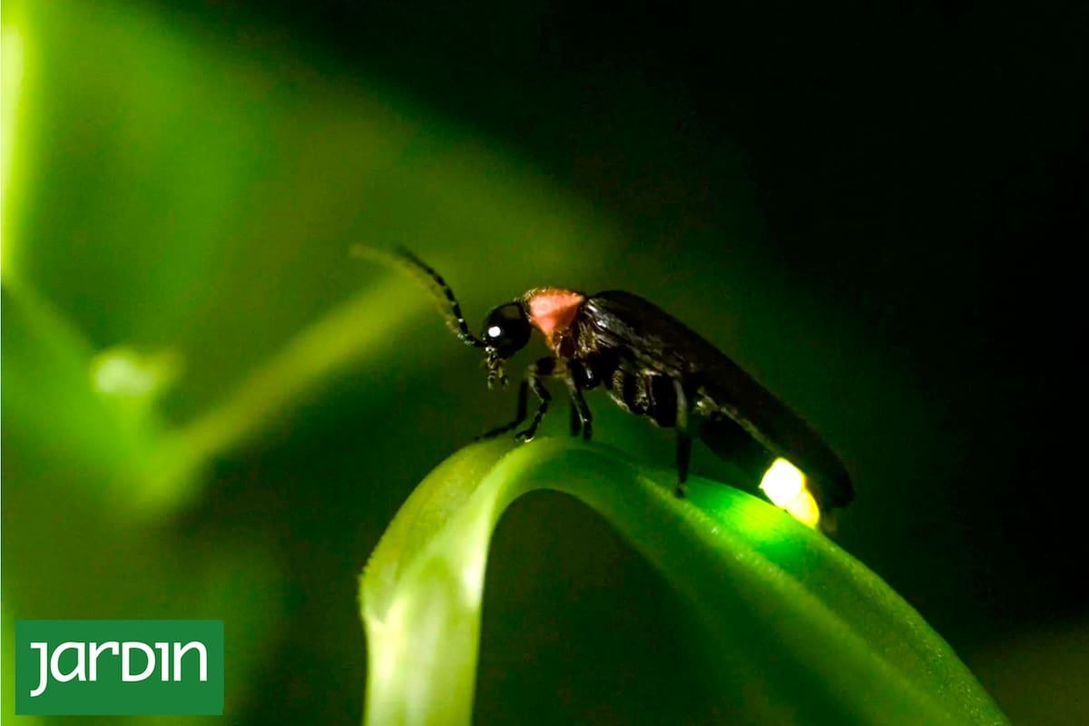 Se veían siempre de noche pero ahora cuesta encontrarlos. Qué pasó con estos insectos