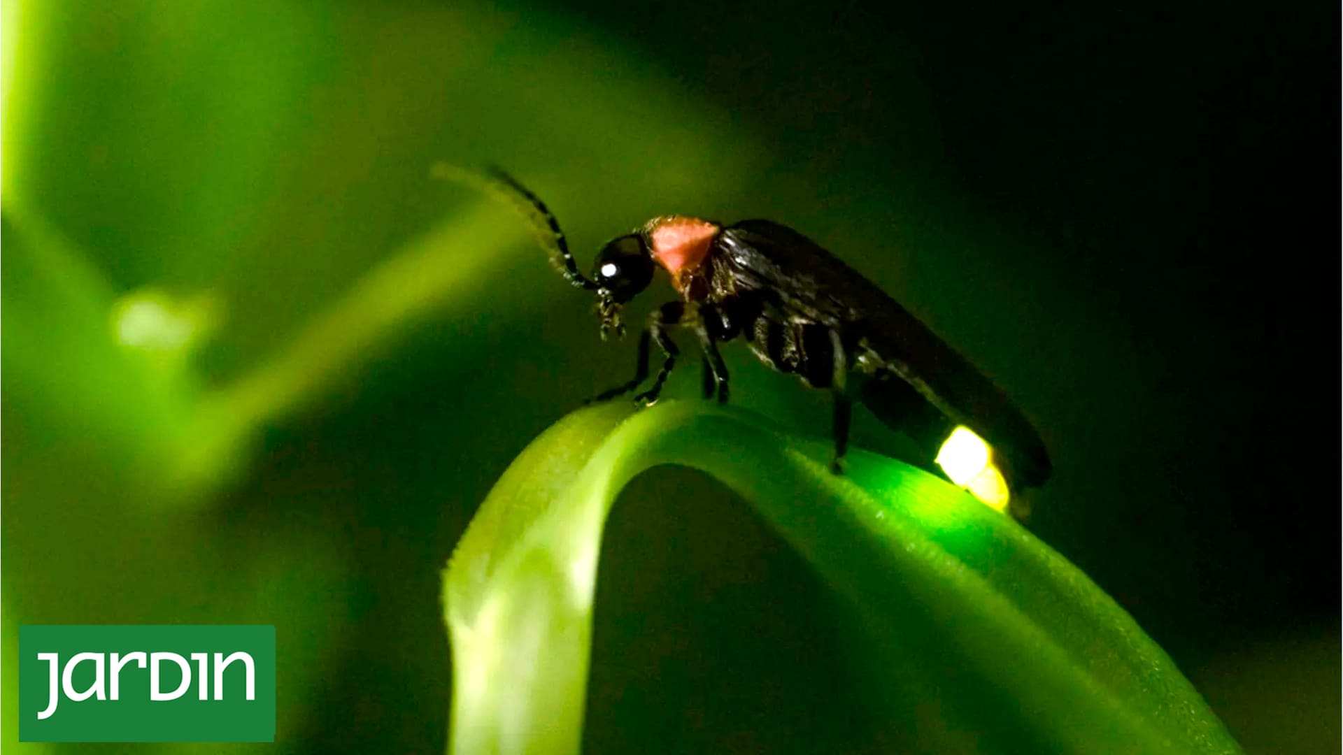 Se veían siempre de noche pero ahora cuesta encontrarlos. Qué pasó con estos insectos
