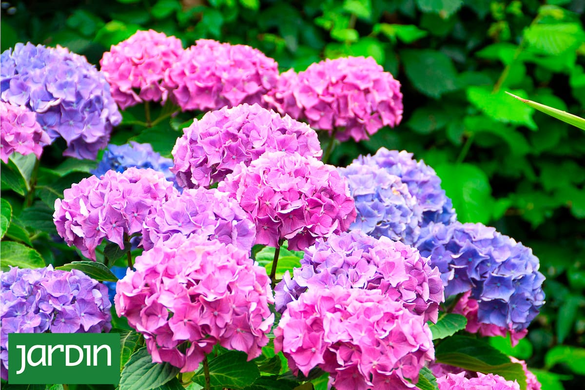 Las flores que vuelven a estar de moda y que siempre remiten al verano