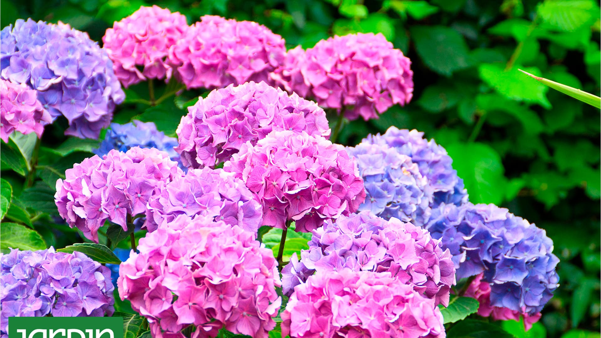 Las flores que vuelven a estar de moda y que siempre remiten al verano